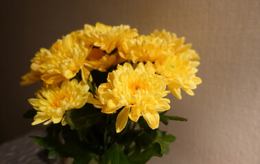 Bouquet of yellow chrysanthemums in a vase in the evening light