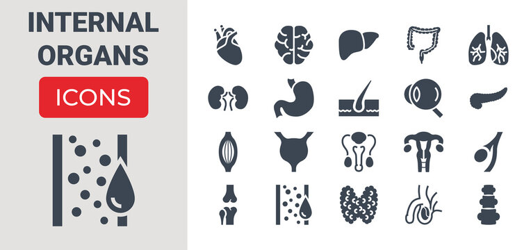 Internal Organs Related Vector Glyph Icons Set. Contains such Icons as Reproductive System, Brain, Heart, Blood Vessel, Lungs, Liver, Eye, Pancreas, Urinary, Kidney, Stomach, Spine, Uterus and more