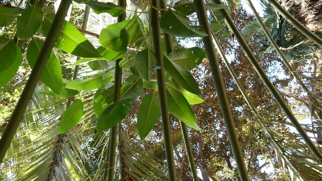Juicy lush foliage of tropical trees in sunny jungle forest or exotic amazon rainforest, botanical paradise greenery. Leaves of plants. From below low angle view of palm tree frond leaf in sunlight.