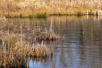 Allenbacher Weiher
