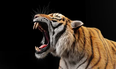 Foto op Plexiglas Tiger roar portrait on black © Photocreo Bednarek