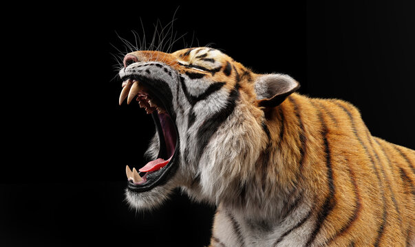 Tiger Roar Images – Browse 32,385 Stock Photos, Vectors, and Video