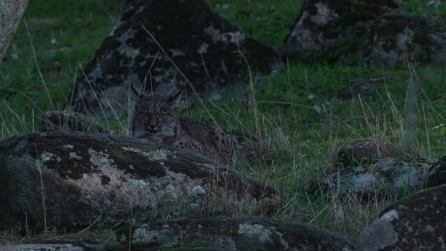 Iberian lynx, Lynx pardinus, endemic to Iberian Peninsula in southwestern Spain in Europe. Rare cat walk top of hill. Lynx in mountain, wild cat in the habitat, Sierra de Andujar, Andalusia in Spain.