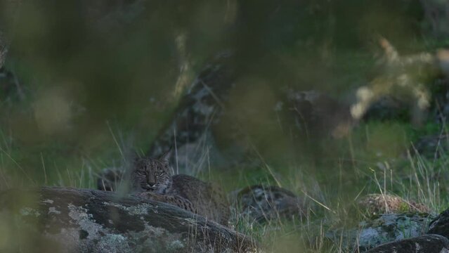 Iberian lynx, Lynx pardinus, endemic to Iberian Peninsula in southwestern Spain in Europe. Rare cat walk top of hill. Lynx in mountain, wild cat in the habitat, Sierra de Andujar, Andalusia in Spain.