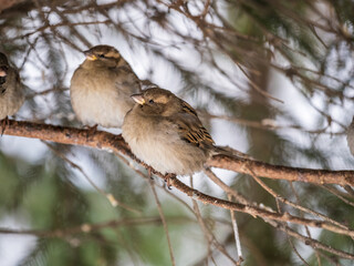 Two Sparrows sits on a branch without leaves.