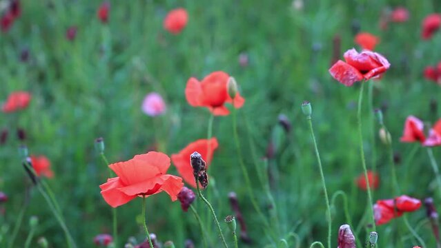 Blooming and wilted red corn poppies in summer green field. Bright wither wildflowers growing in meadow