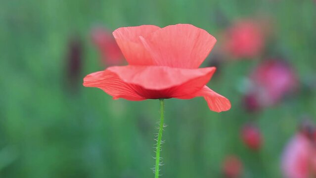 Bloom red corn poppy growth in summer green field closeup. Blooming wildflower growing in spring meadow close up. Beauty wild flower blossom in green grass. Papaver rhoeas head, remembrance sunday