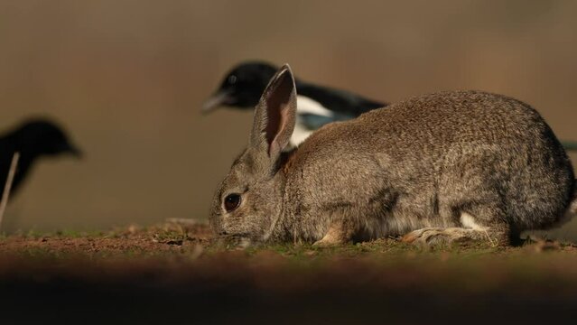 European Rabbit, Oryctolagus cuniculus algirus,  Parque Natural Sierra de Andujar in Spain. Cute animal in the nature habitat. Hare, orange evening light. Europe wildlife.