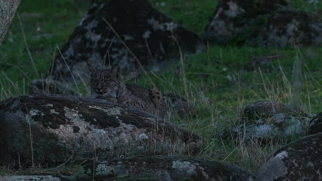 Iberian lynx, Lynx pardinus, endemic to Iberian Peninsula in southwestern Spain in Europe. Rare cat walk top of hill. Lynx in mountain, wild cat in the habitat, Sierra de Andujar, Andalusia in Spain.