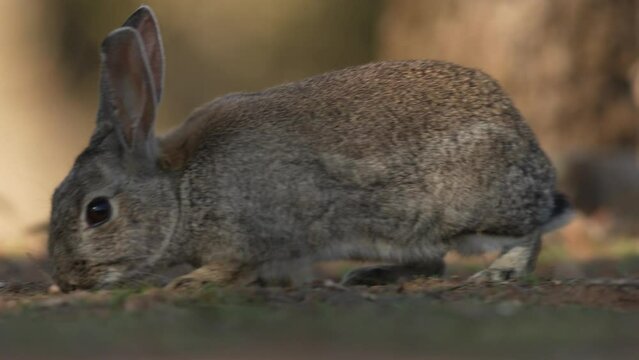 European Rabbit, Oryctolagus cuniculus algirus,  Parque Natural Sierra de Andujar in Spain. Cute animal in the nature habitat. Hare, orange evening light. Europe wildlife.