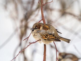Sparrow sits on a branch without leaves.