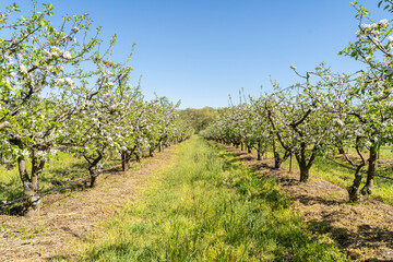 Fototapeta na wymiar Apple blossoms. The apple orchard is in bloom in spring. Farming and growing apples. White apple tree blossom, spring season in fruit orchards in agricultural region, landscape