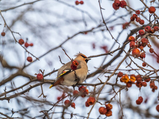 Bohemian Waxwing, Bombycilla garrulus, sitting on the bush and feeding on wild red apples in winter or early spring time.