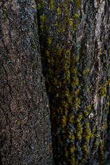 photo of a tree bark texture that is covered in green moss 