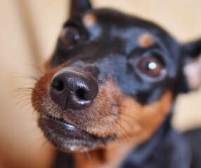 close up of a dog portrait