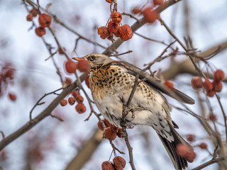 Fieldfare sitting on the bush and feeding on wild red apples in winter or early spring time.