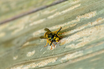 Paper Wasp gathering wood fibers for nest building. A yellow and black wasp. Outside on a wooden...