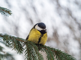 Cute bird Great tit, songbird sitting on the fir branch with snow in winter
