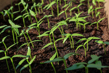 Spring seedlings. Low sprouts of peppers grown at home in boxes. The sprouts of pepper grown from seed.