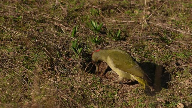 Iberian green woodpecker, Picus sharpei, medium-sized woodpecker endemic to the Iberian peninsula, Spain in Europe. Woodpecker on the rock hill, evening orange sunset. Green bird with red cap.