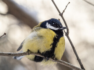 Cute bird Great tit, songbird sitting on a branch without leaves in the autumn or winter.