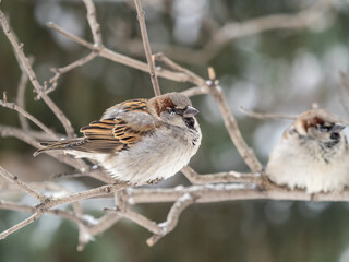Sparrow sits on a branch without leaves.
