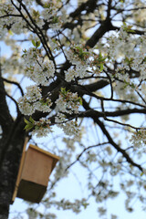 Blooming old sweet cherry tree with a mounted birdhouse on it.