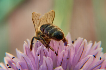 A bee collects nectar from an onion flower.