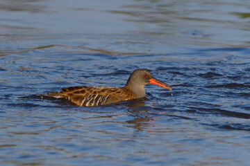 Wasserralle am Morgen im Herbst bei der Jagd in der Oberlausitz	