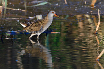 Wasserralle am Morgen im Herbst bei der Jagd in der Oberlausitz	