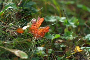 a red leaf lies in the grass