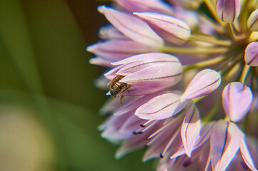 Fototapeta na wymiar A bee collects nectar from an onion flower.