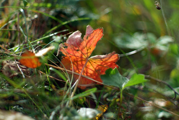 a red leaf lies in the grass