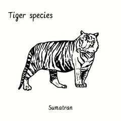Tiger species collection, standing side view, Sumatran. Ink black and white doodle drawing.Sumatra
