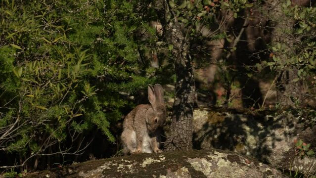 European Rabbit, Oryctolagus cuniculus algirus,  Parque Natural Sierra de Andujar in Spain. Cute animal in the nature habitat. Hare, orange evening light. Europe wildlife.