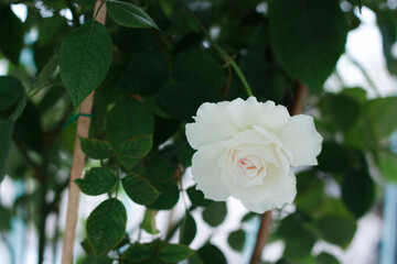 White-pink roses in a vintage style rose garden with blurred background.