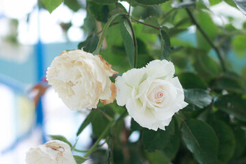 White-pink roses in a vintage style rose garden with blurred background.