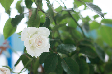 White-pink roses in a vintage style rose garden with blurred background.