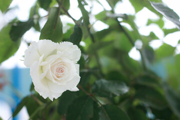 White-pink roses in a vintage style rose garden with blurred background.