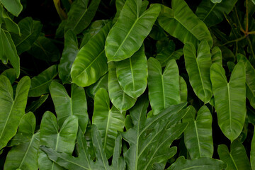 Full Frame of Green Leaves Pattern Background, Nature Lush Foliage Leaf  Texture.