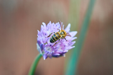 Gathers bee nectar on green onion flower.