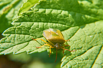 The green bug crawls on the leaf in search of food.