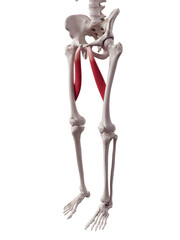 3d rendered medically accurate muscle illustration of the adductor longus