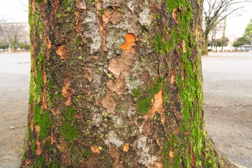 冬の公園の苔むす欅