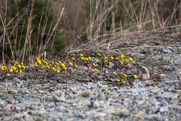 Blossom colourful spring flowers in the nature