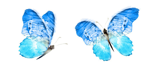 Color watercolor butterfly , isolated on the white background. Set