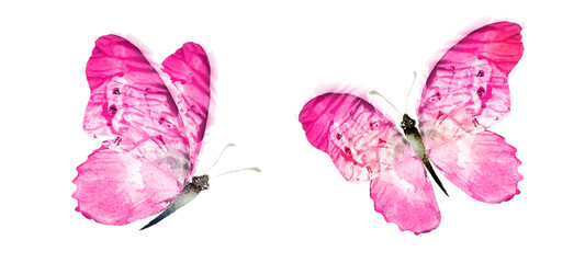 Color watercolor butterfly , isolated on the white background. Set