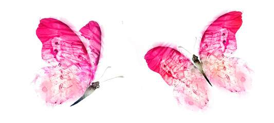 Color watercolor butterfly , isolated on the white background. Set