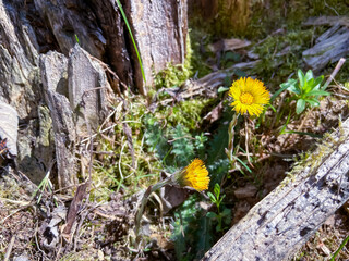 Blossom colourful spring flowers in the nature