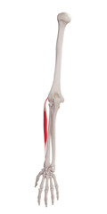 3d rendered medically accurate muscle illustration of the extensor carpi radialis brevis
